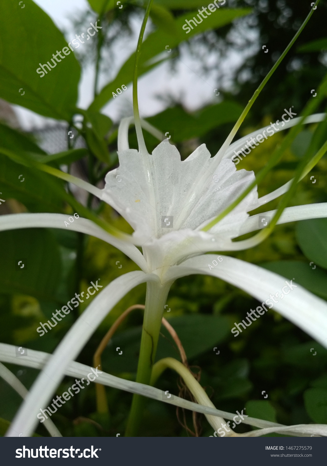 White Rose Flowers Symbolize Beauty Represent Stock Photo 1467275579