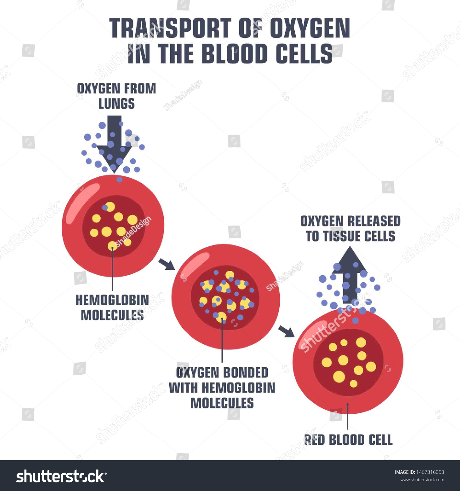 20 Scheme transport oxygen blood Images, Stock Photos & Vectors ...