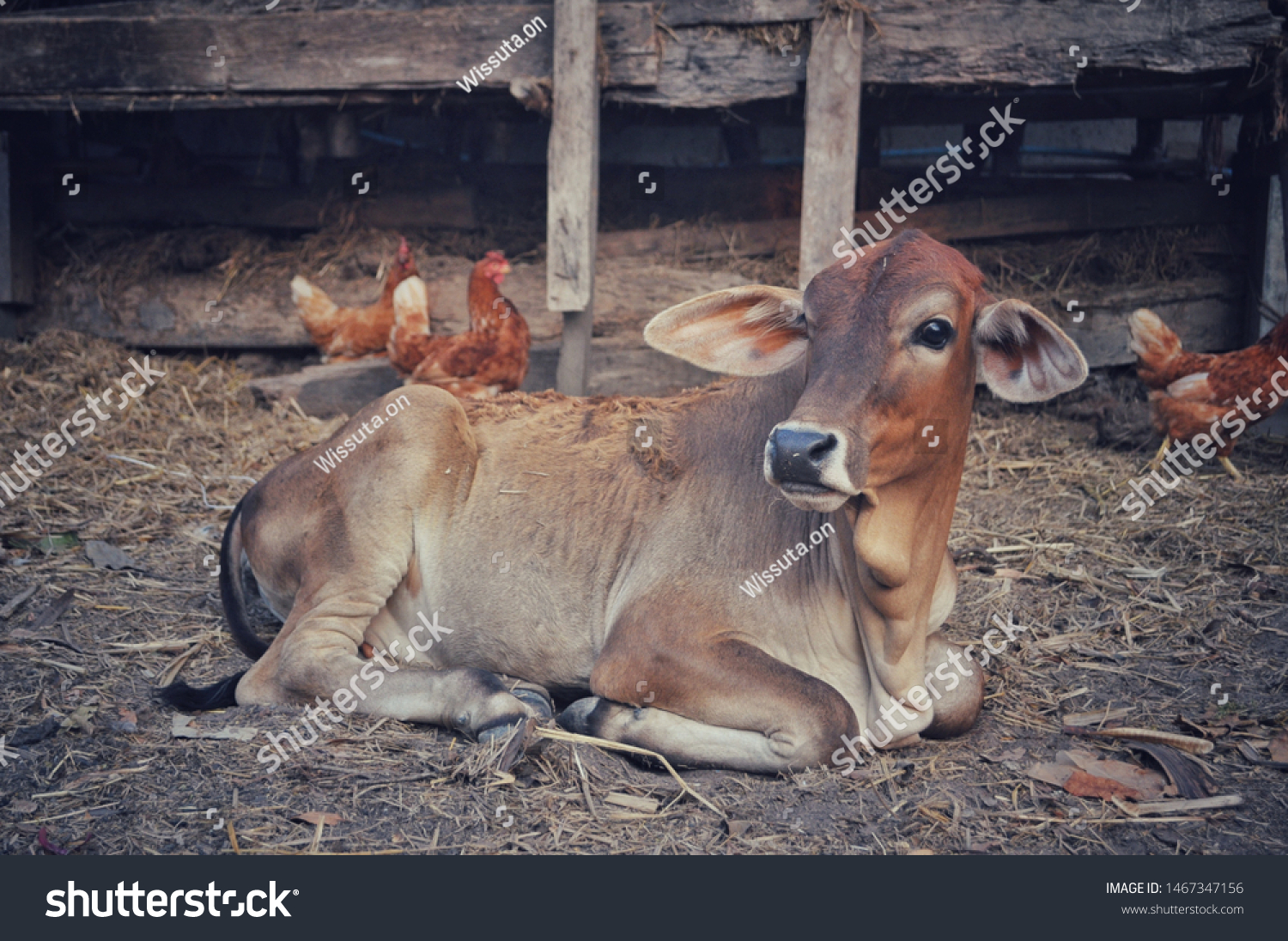 Lean Cow Resting On Ground Stock Photo 1467347156 | Shutterstock