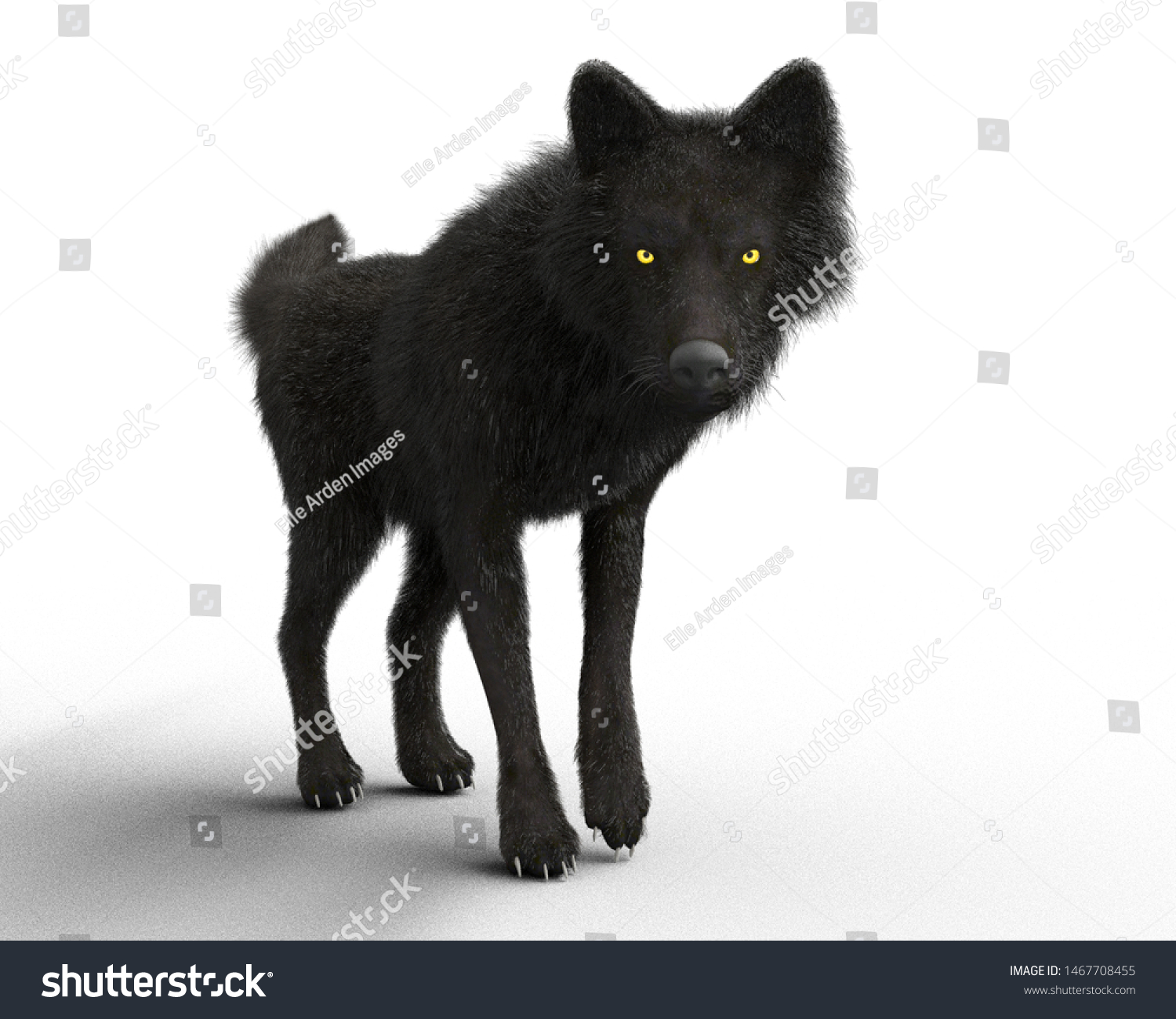black wolf yellow eyes