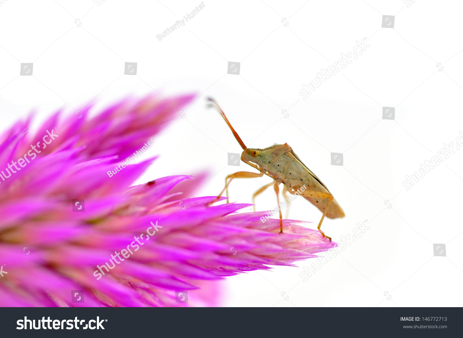 Bug On Cockscomb Flower Celosia Cristata Stock Photo 146772713 ...