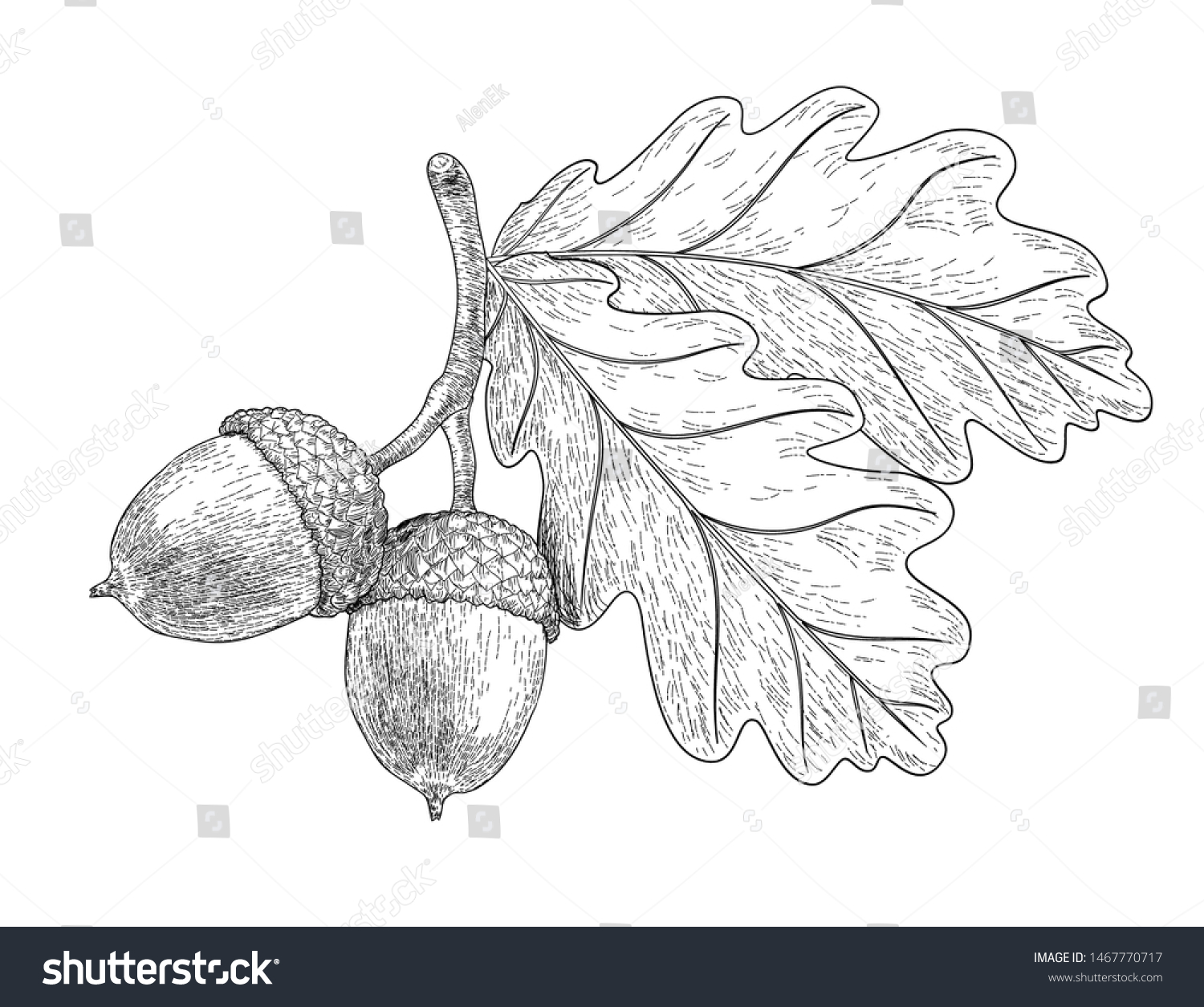 Раскраска дубовые листья с желудями