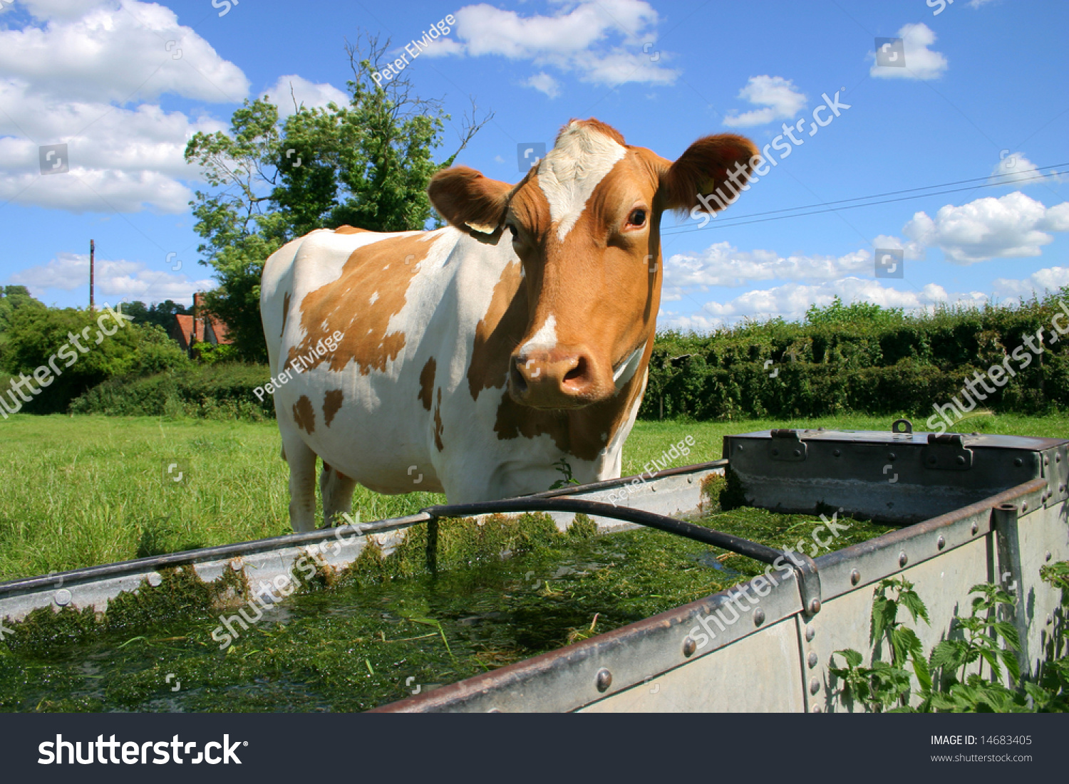 Jersey Cow Comes Drink Water Drinking Stock Photo 14683405 | Shutterstock