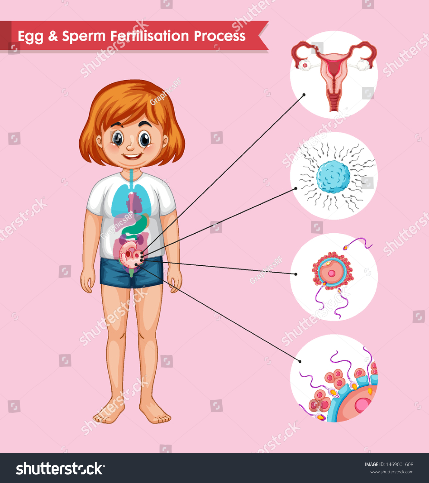 Scientific Medical Illustration Fertilization Process Illustration Stock Vector Royalty Free