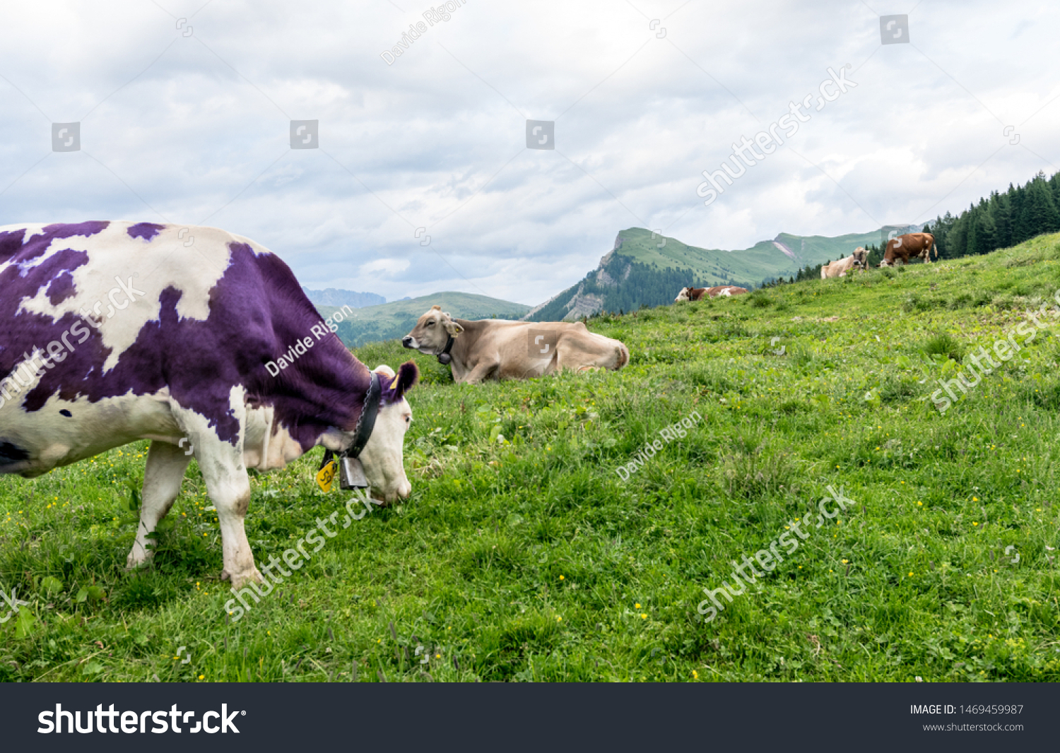 Альпийская корова Милка