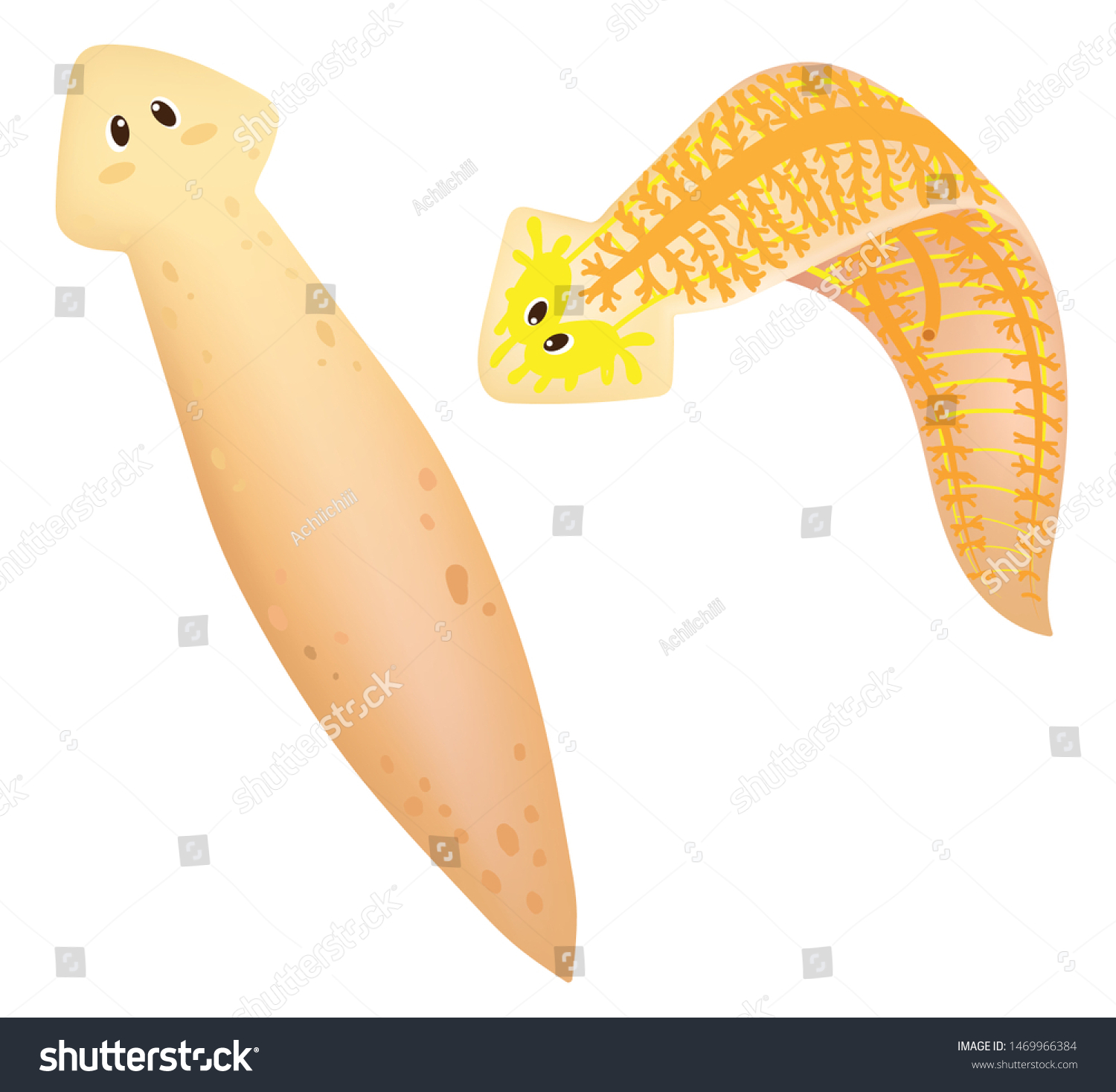 Structure Anatomy Planarian Stock Vector Royalty Free 1469966384 Shutterstock 