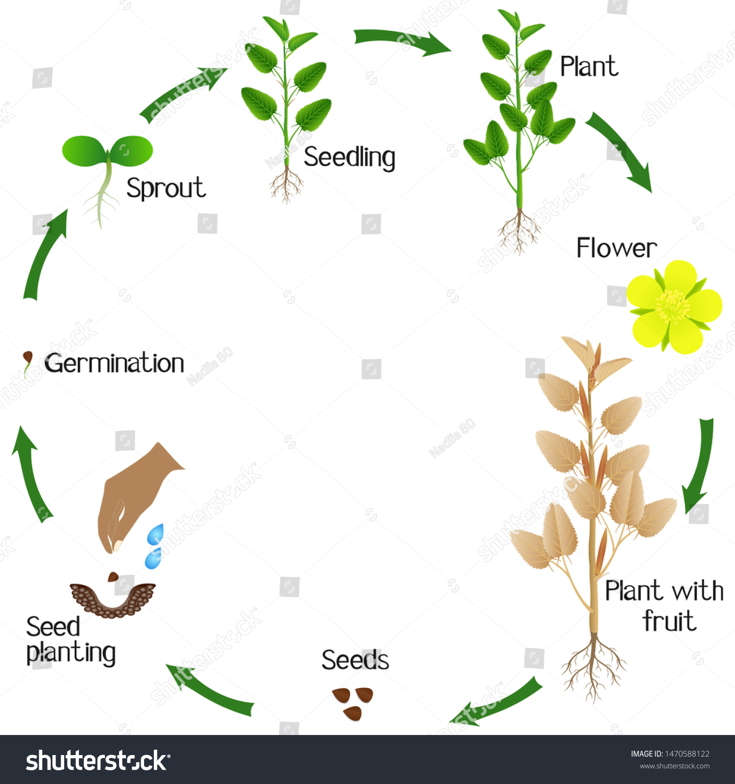 Growth Cycle Jute Plant On White Stock Vector (Royalty Free) 1470588122 ...