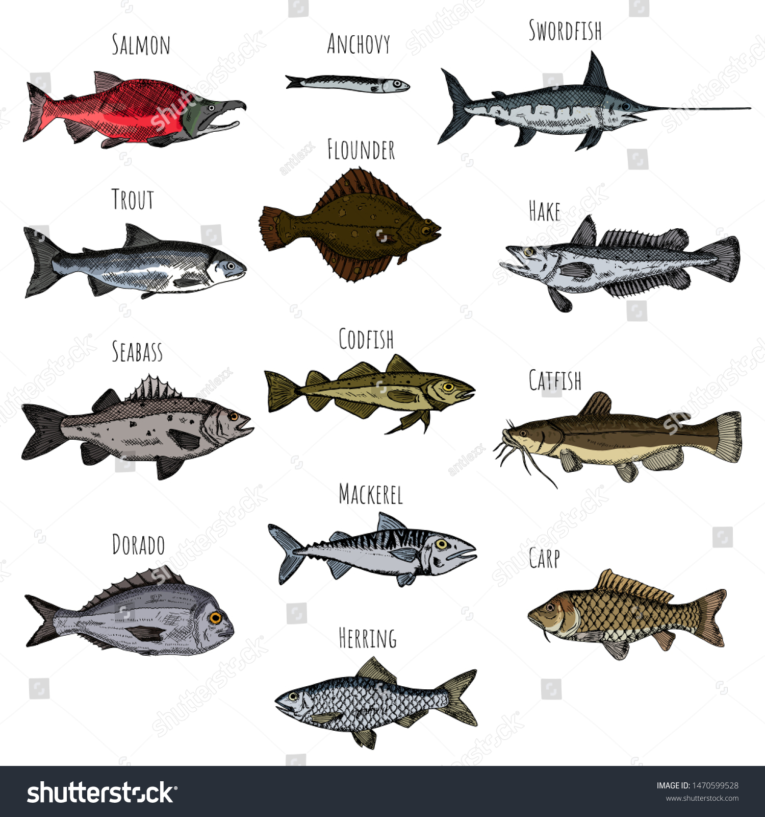 Set Fish Vector Cartoon Illustrations Seafood Stock Vector (Royalty ...