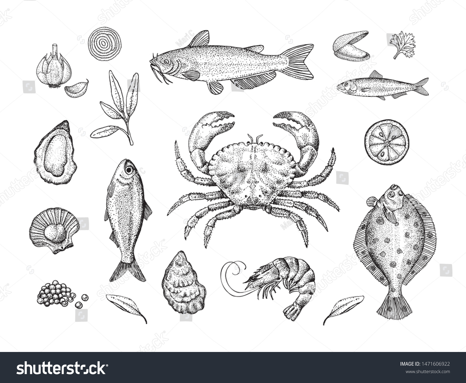 Seafood Sealife Hand Drawn Stipple Illustration Stock Vector (Royalty ...