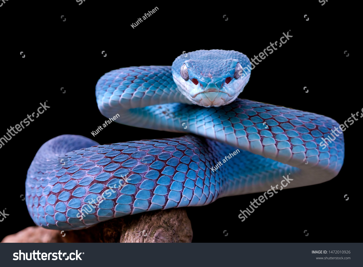 blue mamba snake