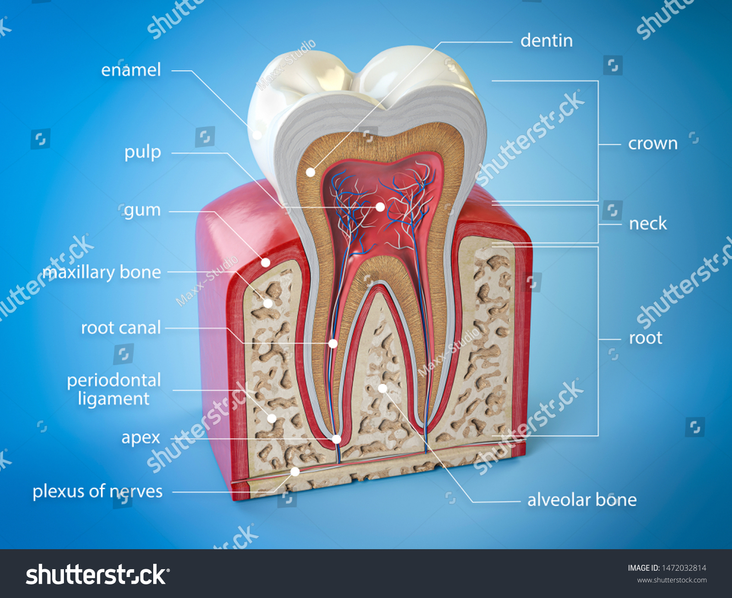 Dental Tooth Anatomy Cross Section Human Stock Illustration 1472032814