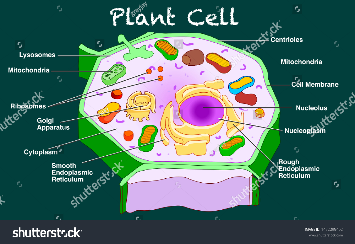 Plant Cell structure Campbell Biology рисунок