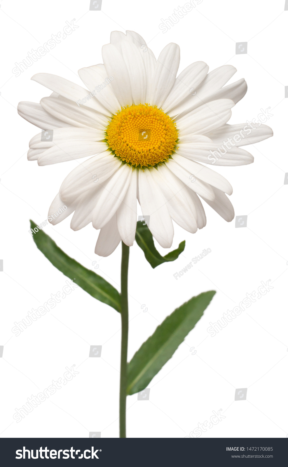 single daisy flower