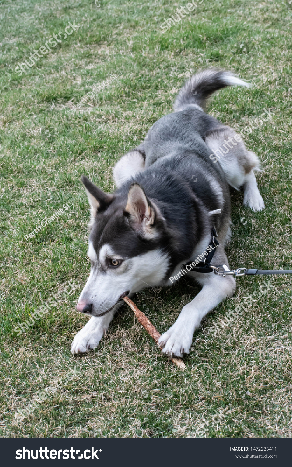 are huskies chewers