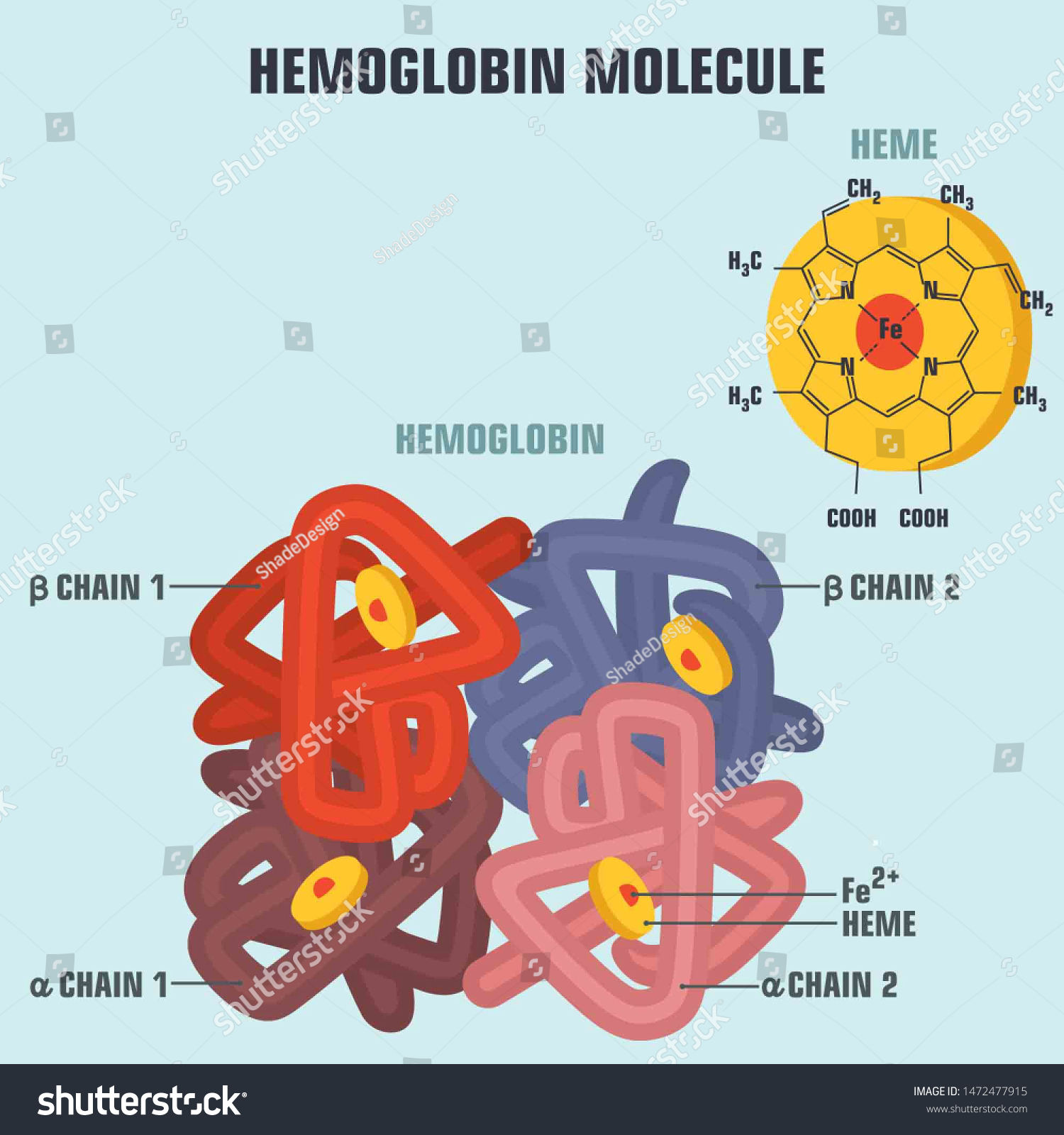 Vector Science Medical Icon Blood Hemoglobin Stock Illustration ...