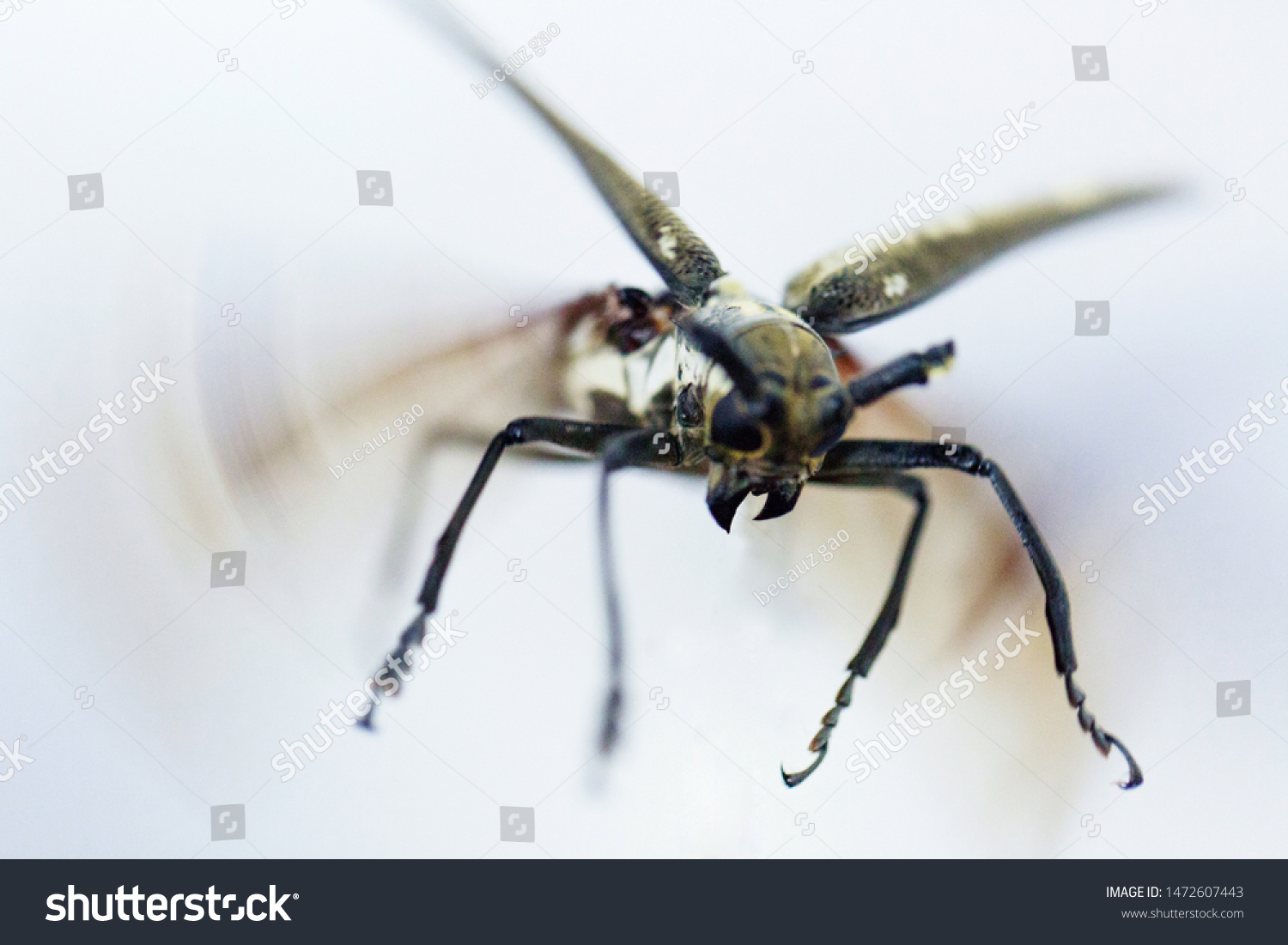 Eucalyptus Beetle Phoracantha Recurva Coleoptera Cerambycidae Stock Photo Shutterstock