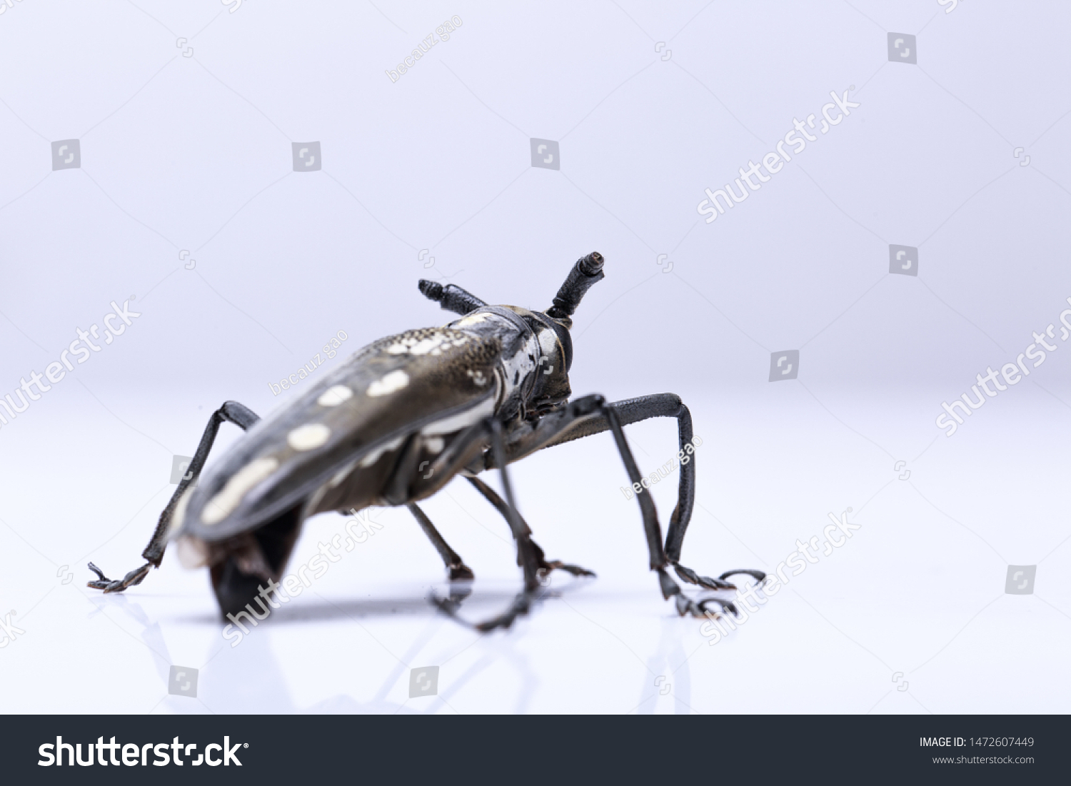 Eucalyptus Beetle Phoracantha Recurva Coleoptera Cerambycidae Stock Photo Shutterstock