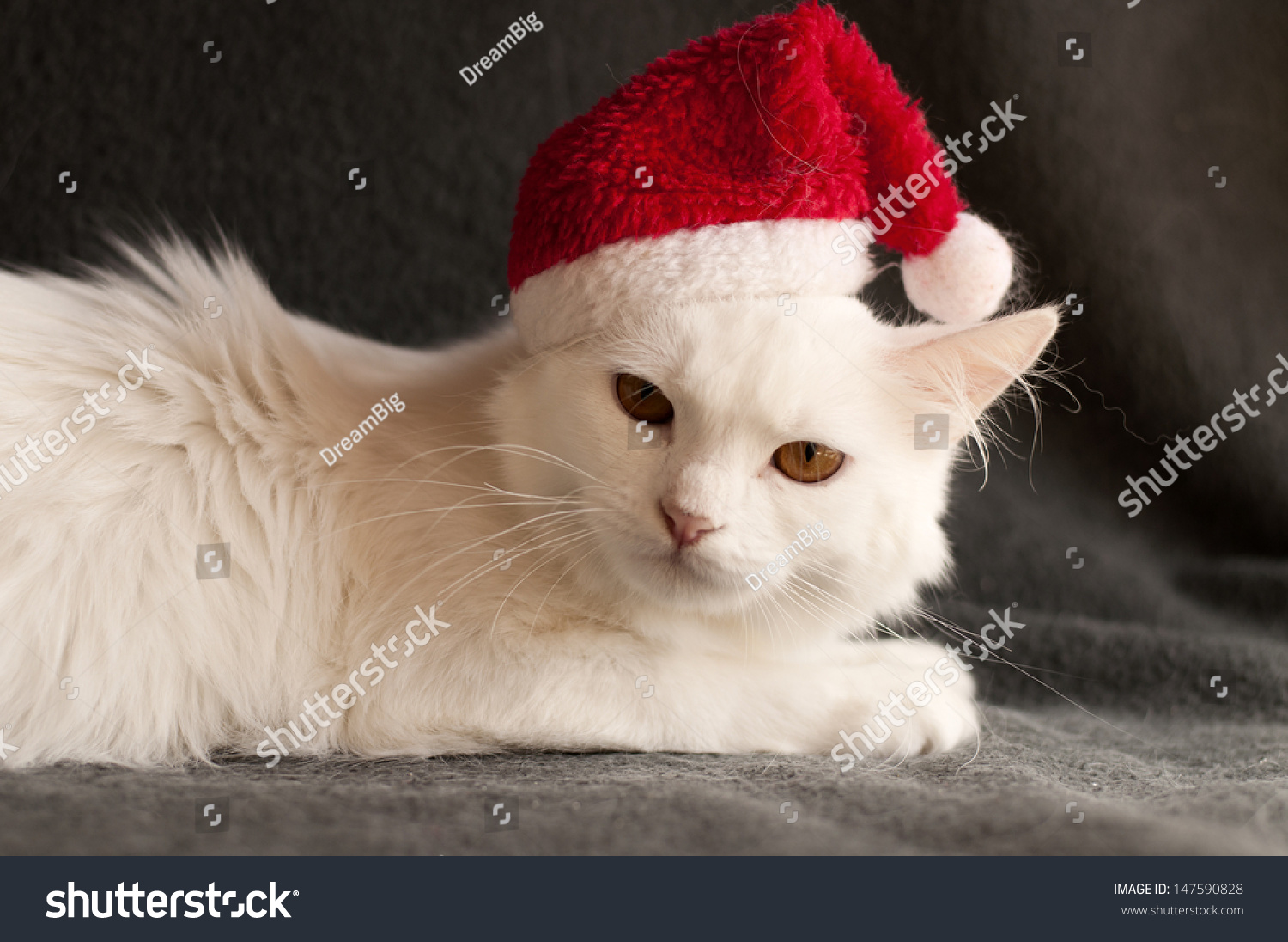 white cat with santa hat