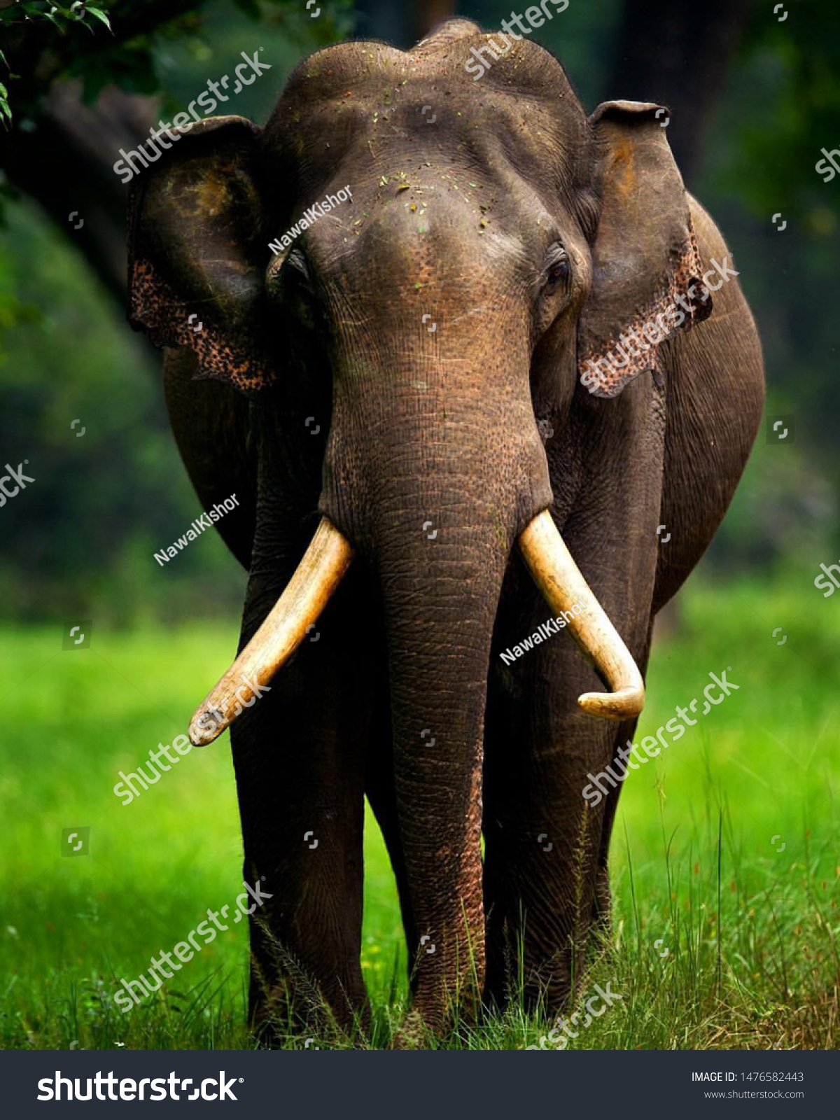 Elephant Forest Big Elephant Hathi Elephant Stock Photo 1476582443 ...