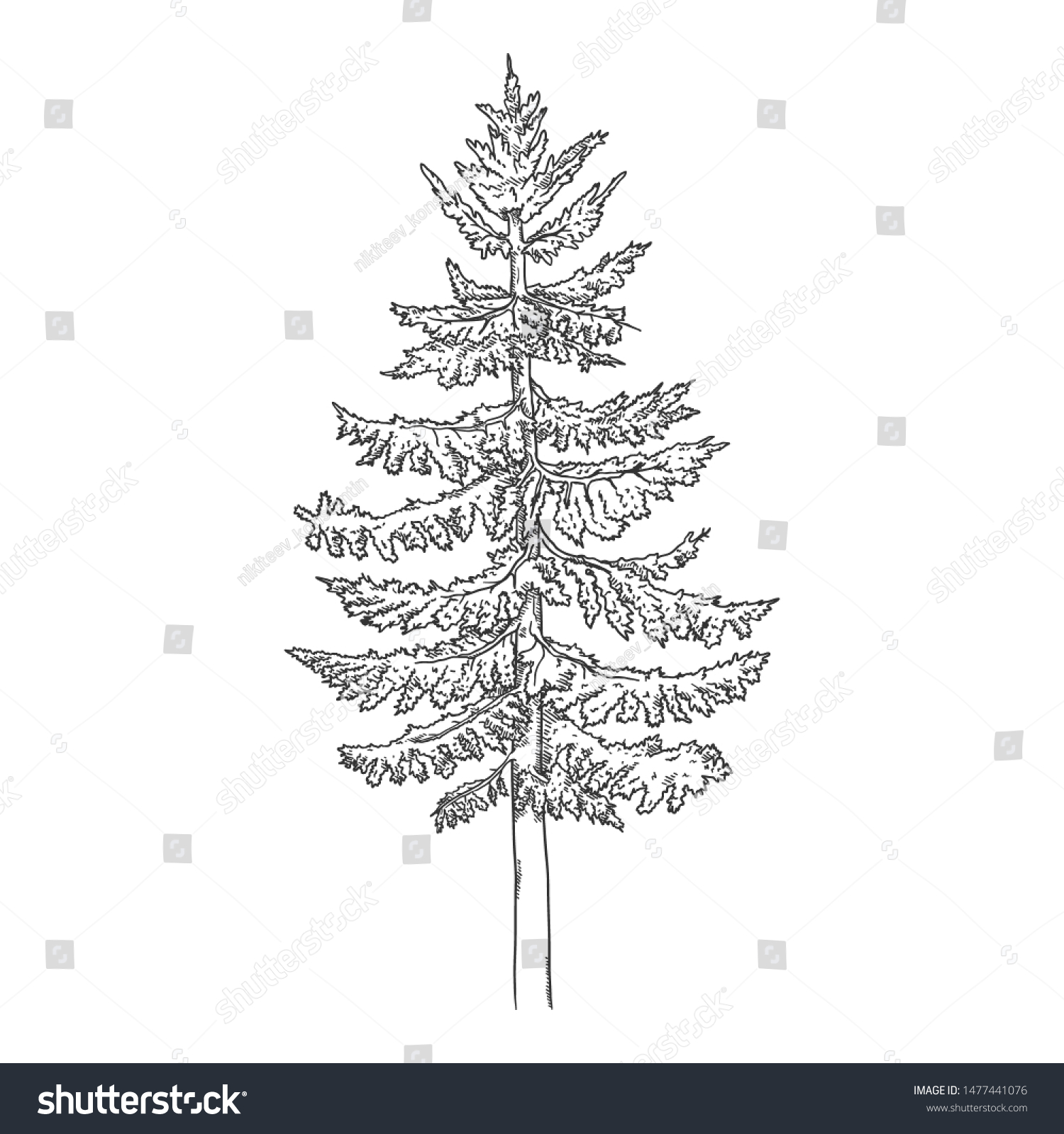 Vector Hand Drawn Sketch Spruce Pine Stock Vector (Royalty Free ...