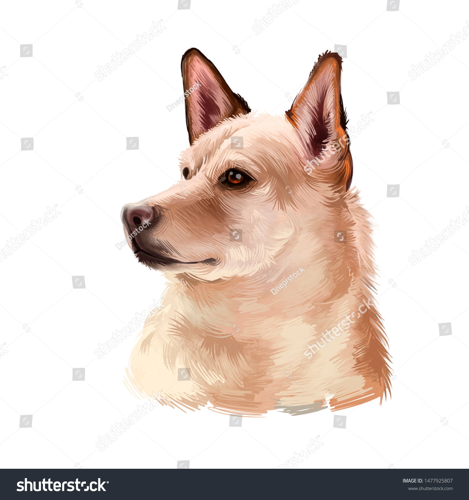 canaan dog breed info about whats this