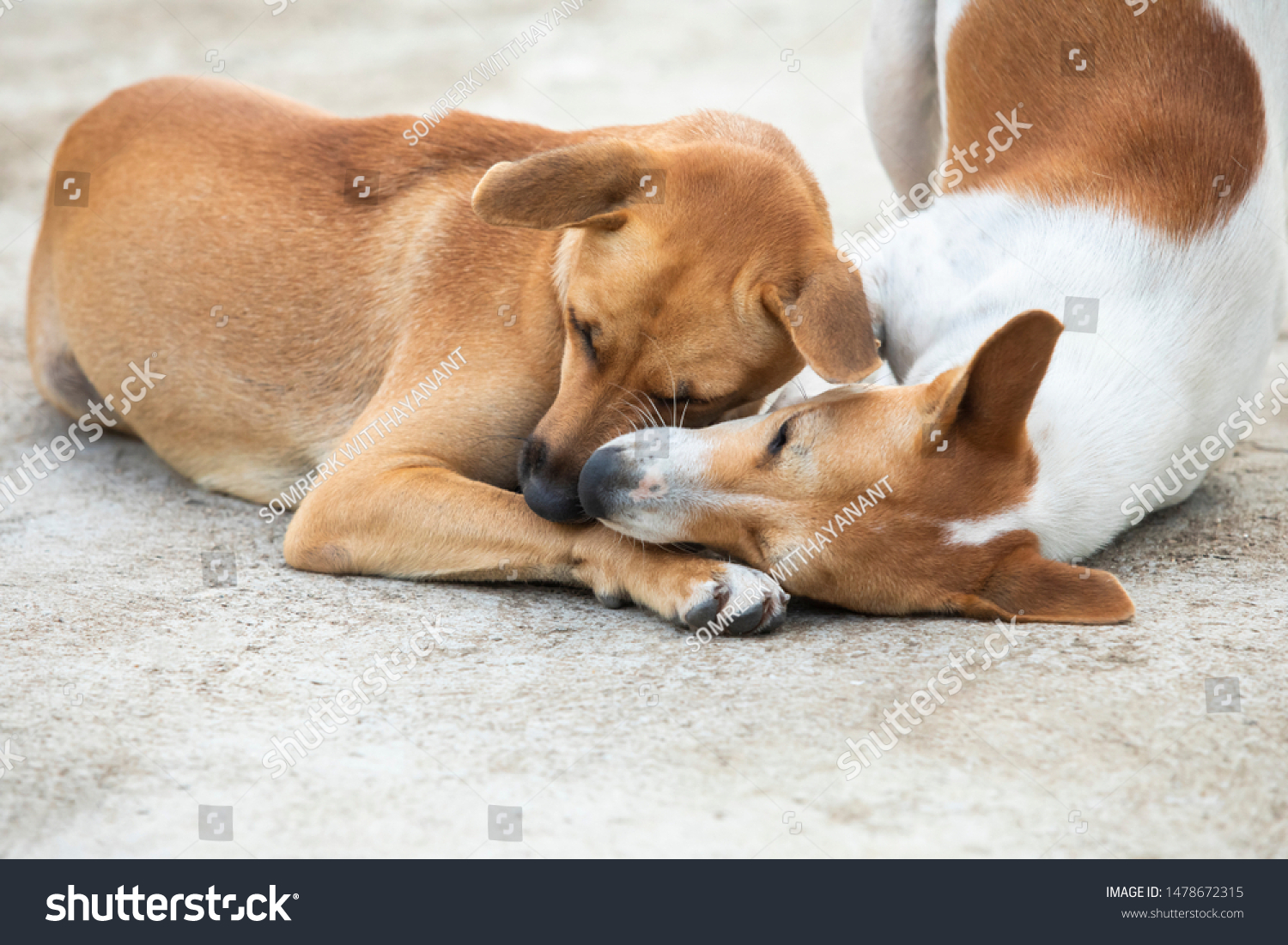 two dogs cuddling