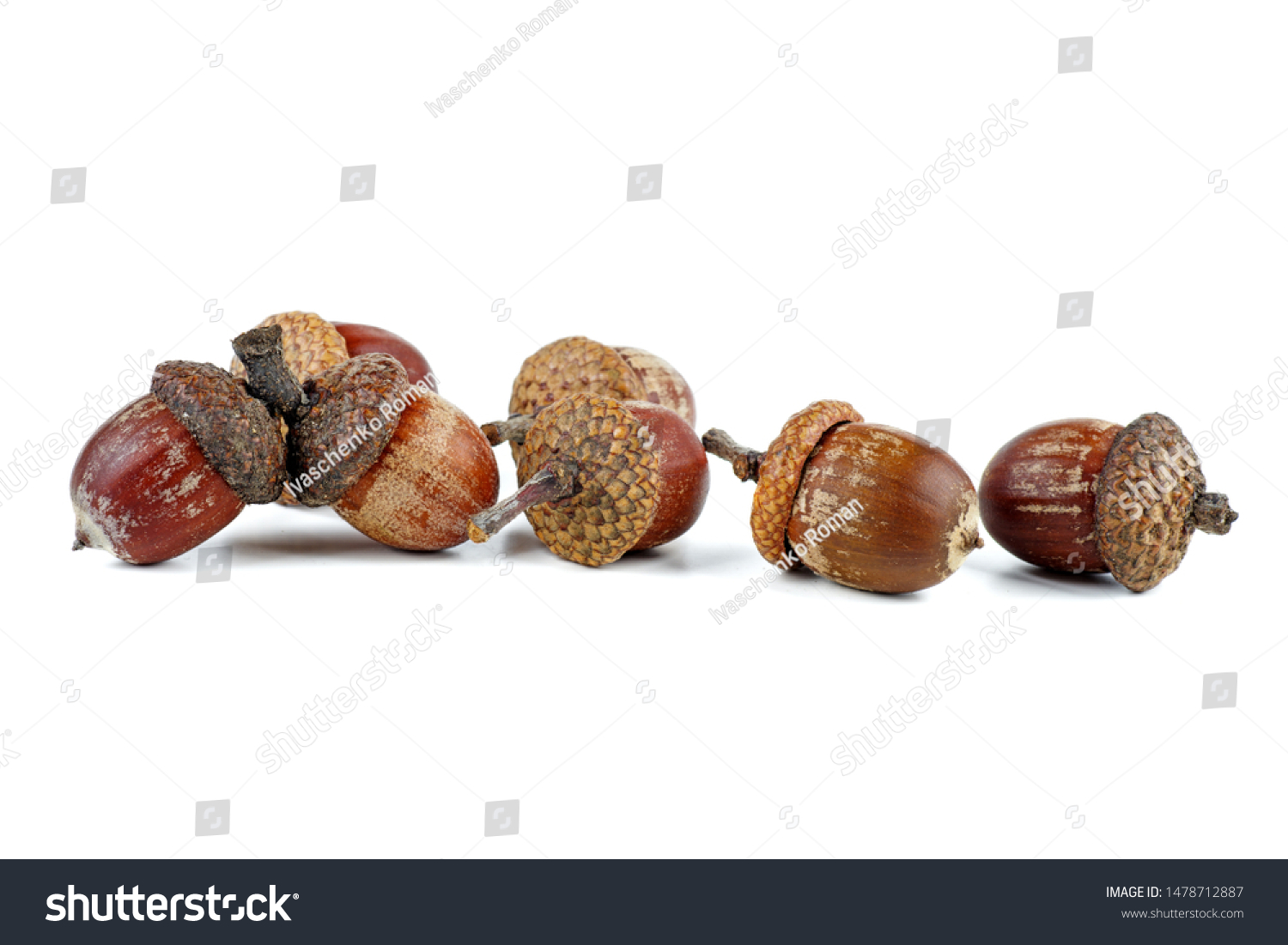 1529 Acorn Pile Autumn Images Stock Photos And Vectors Shutterstock