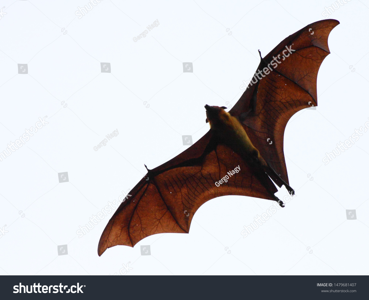 Flying Indian Flying Fox Pteropus Giganteus Stock Photo 1479681407 ...