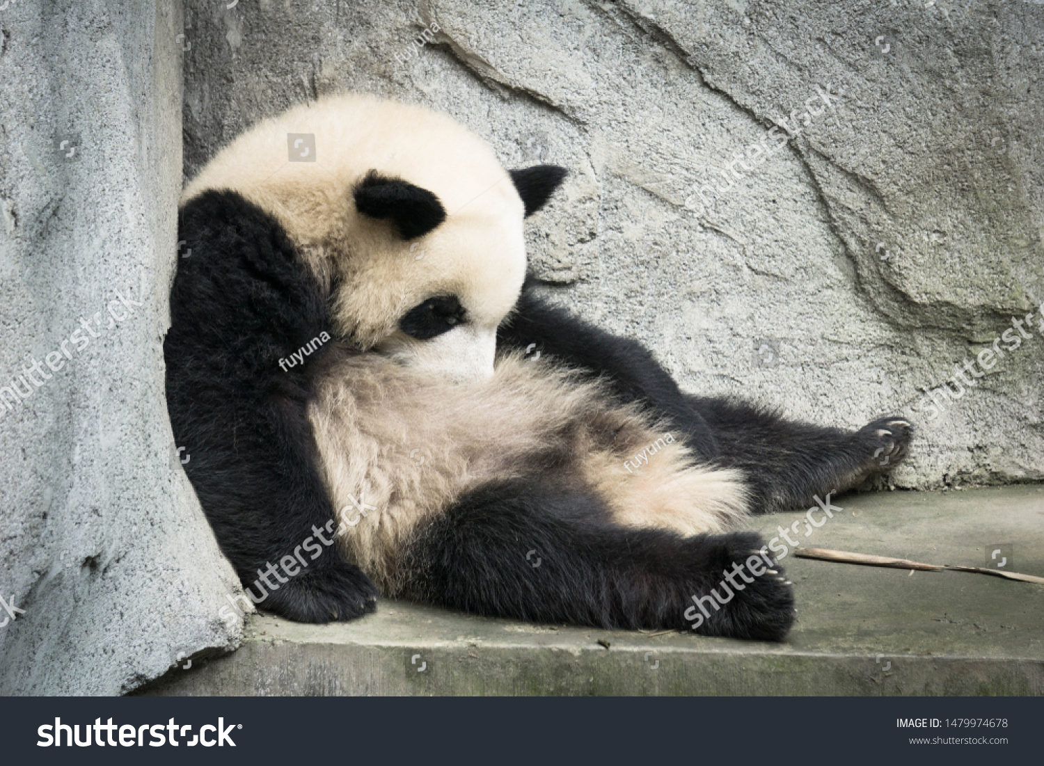 Sleep Giant Panda Sleeping On Rock Stock Photo 1479974678 | Shutterstock