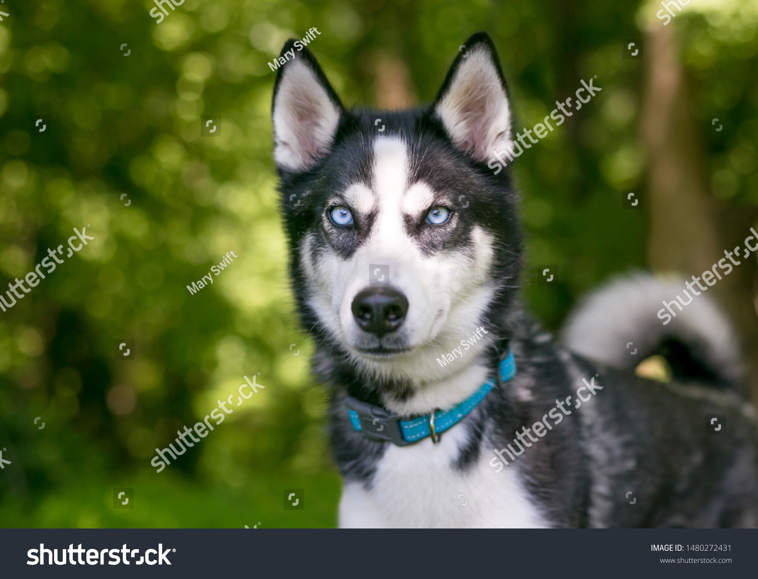 are huskies purebred