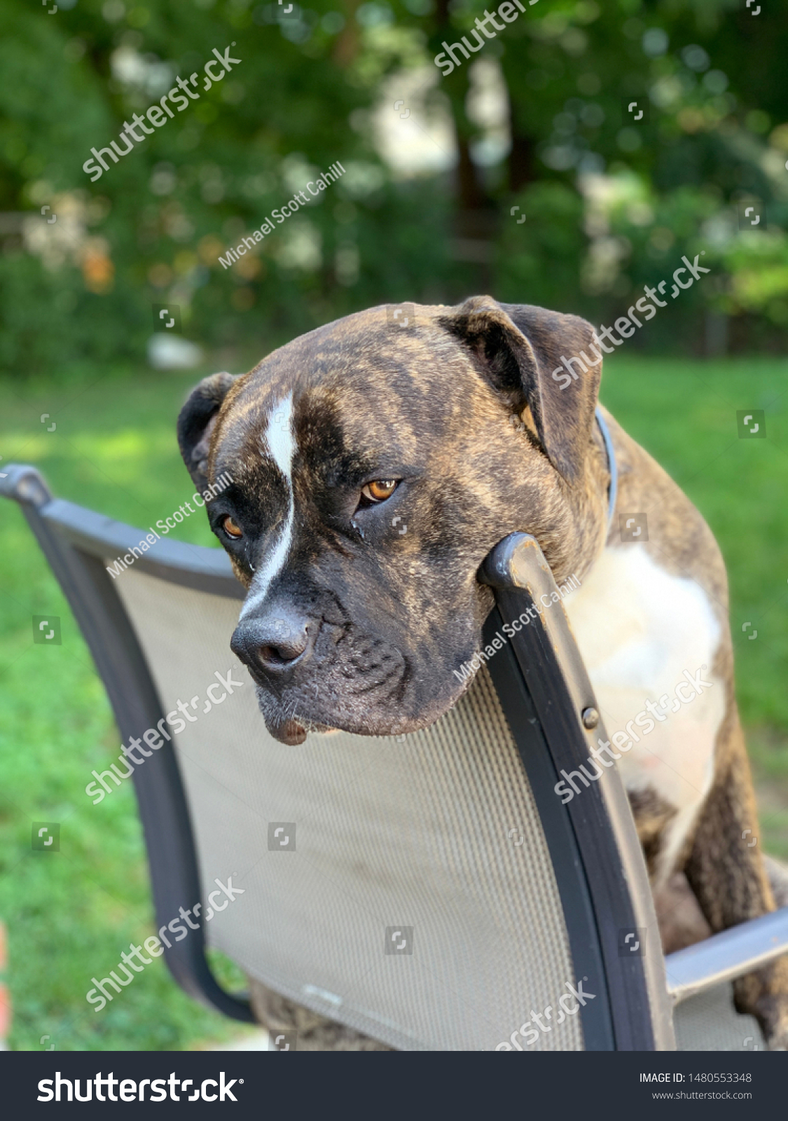 are american bulldogs lazy