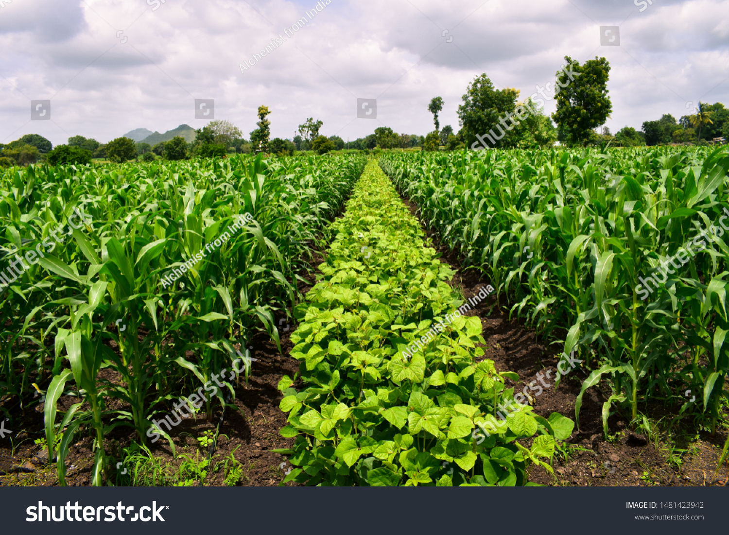 agricultural revolution crop rotation