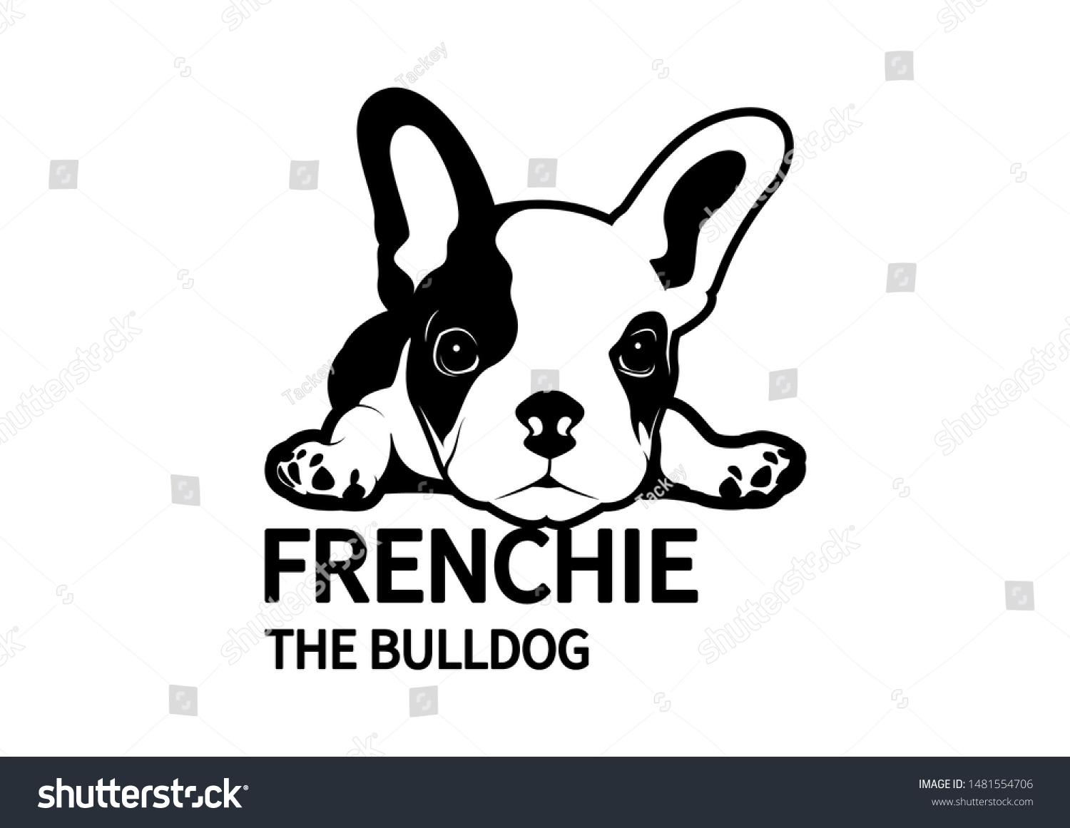 Little Twotone Frenchie Lying Down On Stock Vector (Royalty Free ...