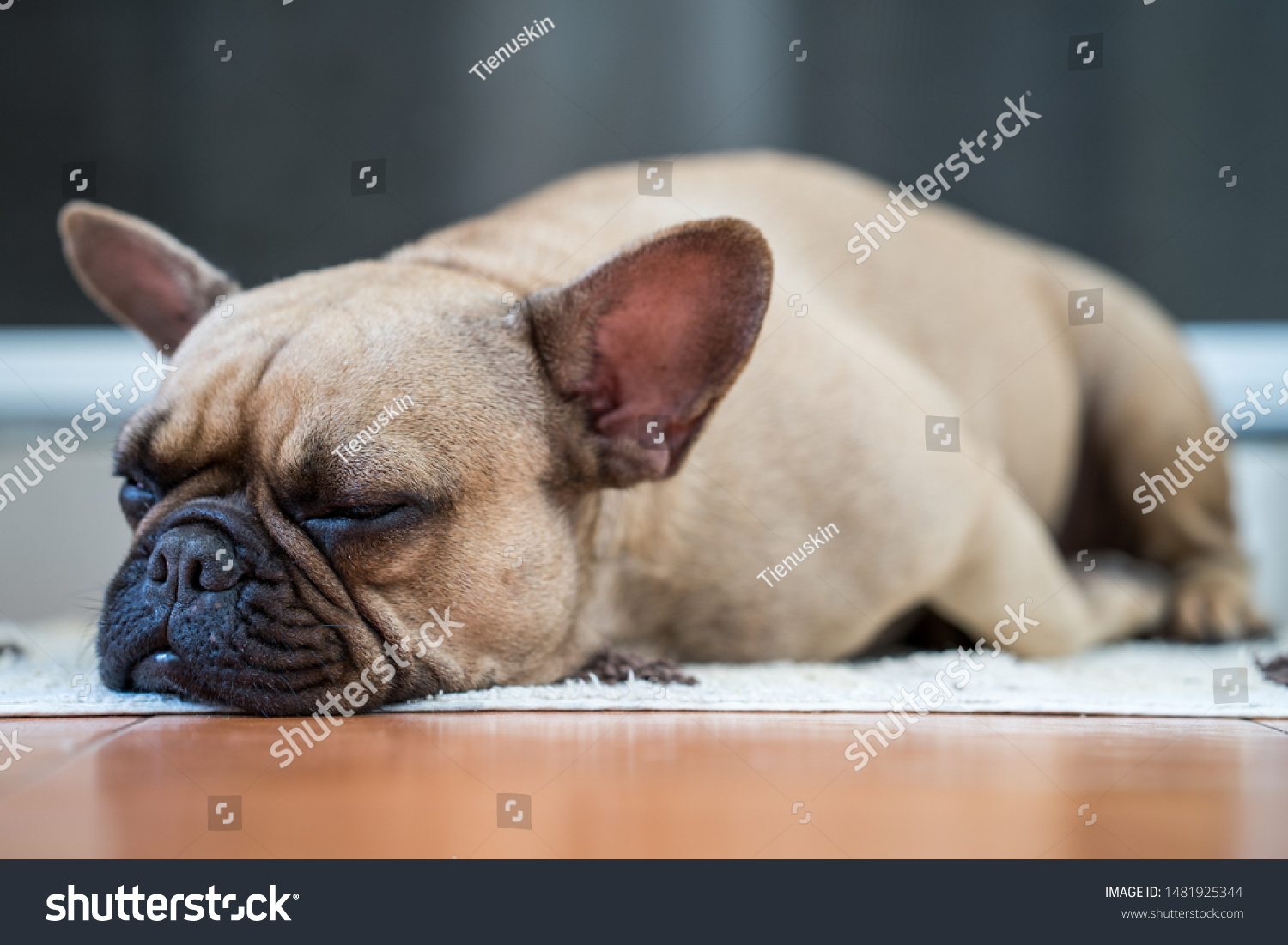 Французский бульдог спит на столе