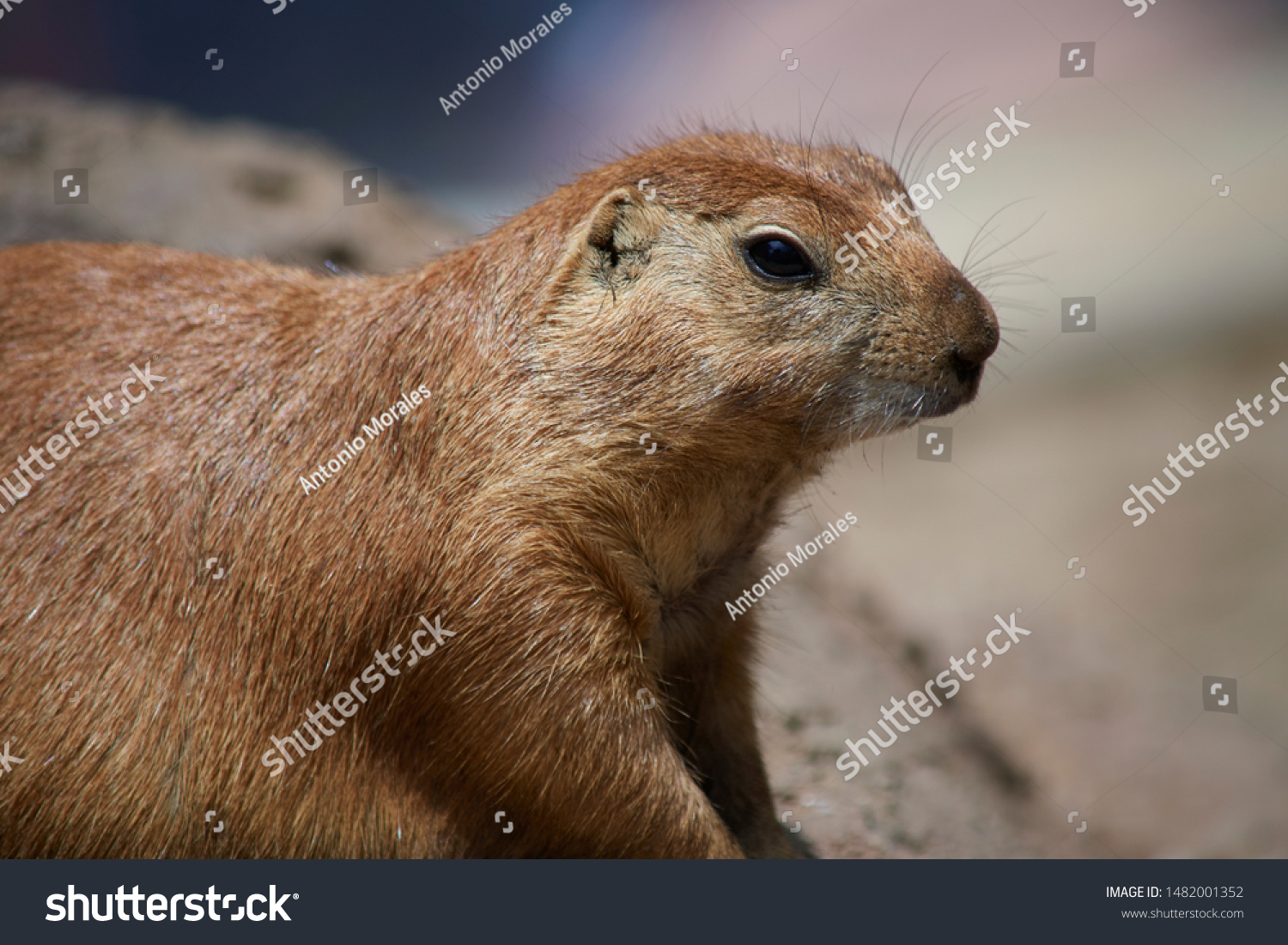 cute marmot