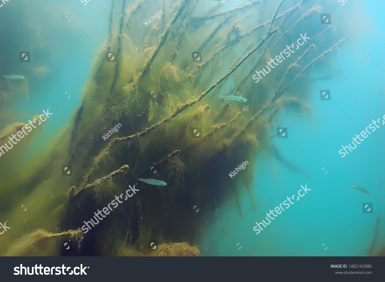 Mangrove Forest Underwater Photo Flooded Trees Stock Photo Shutterstock