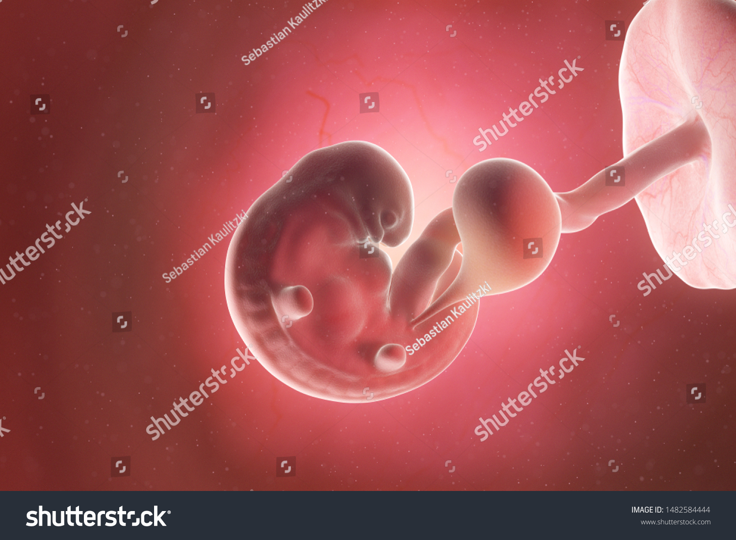 6 weeks pregnancy fetus size