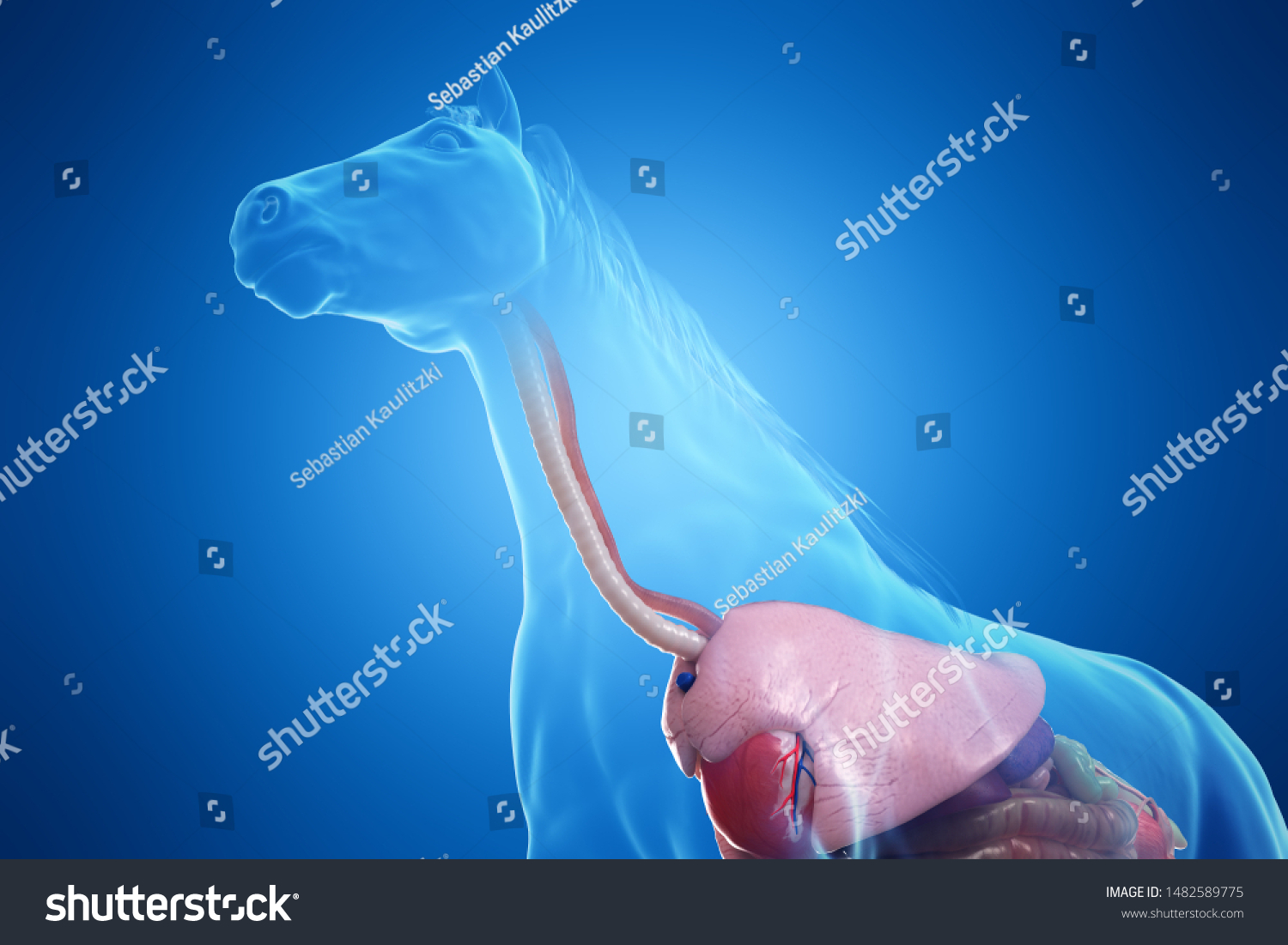 3d Rendered Medically Accurate Illustration Horses Stock Illustration