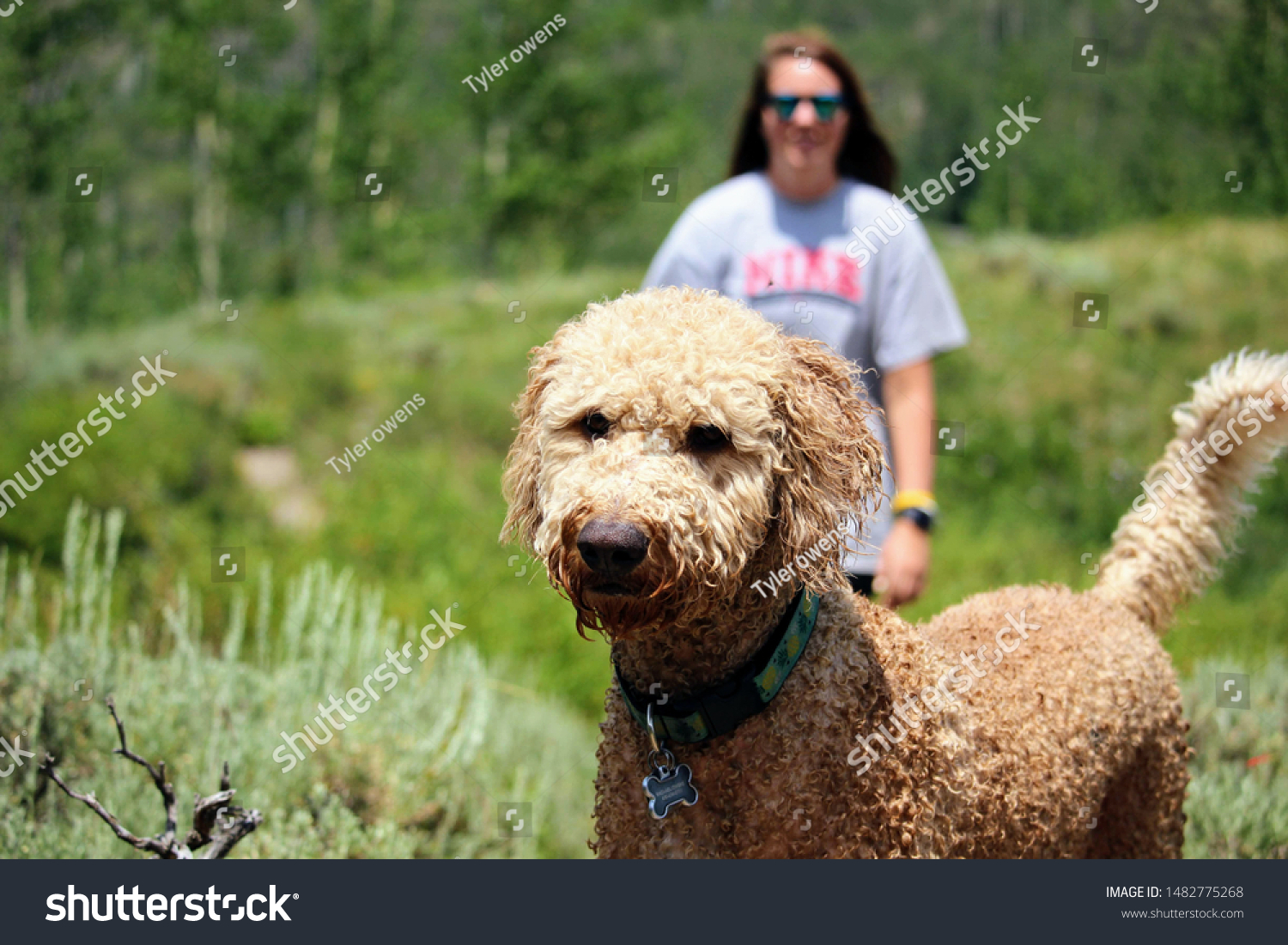 are goldendoodles good hiking dogs