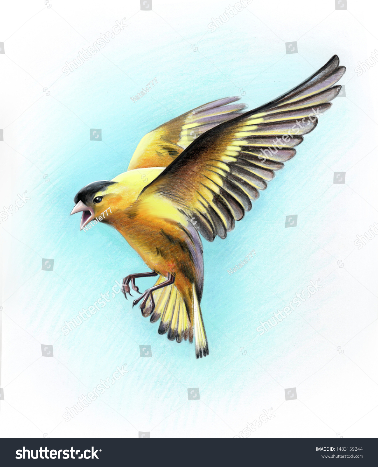 birds flying drawing colorful