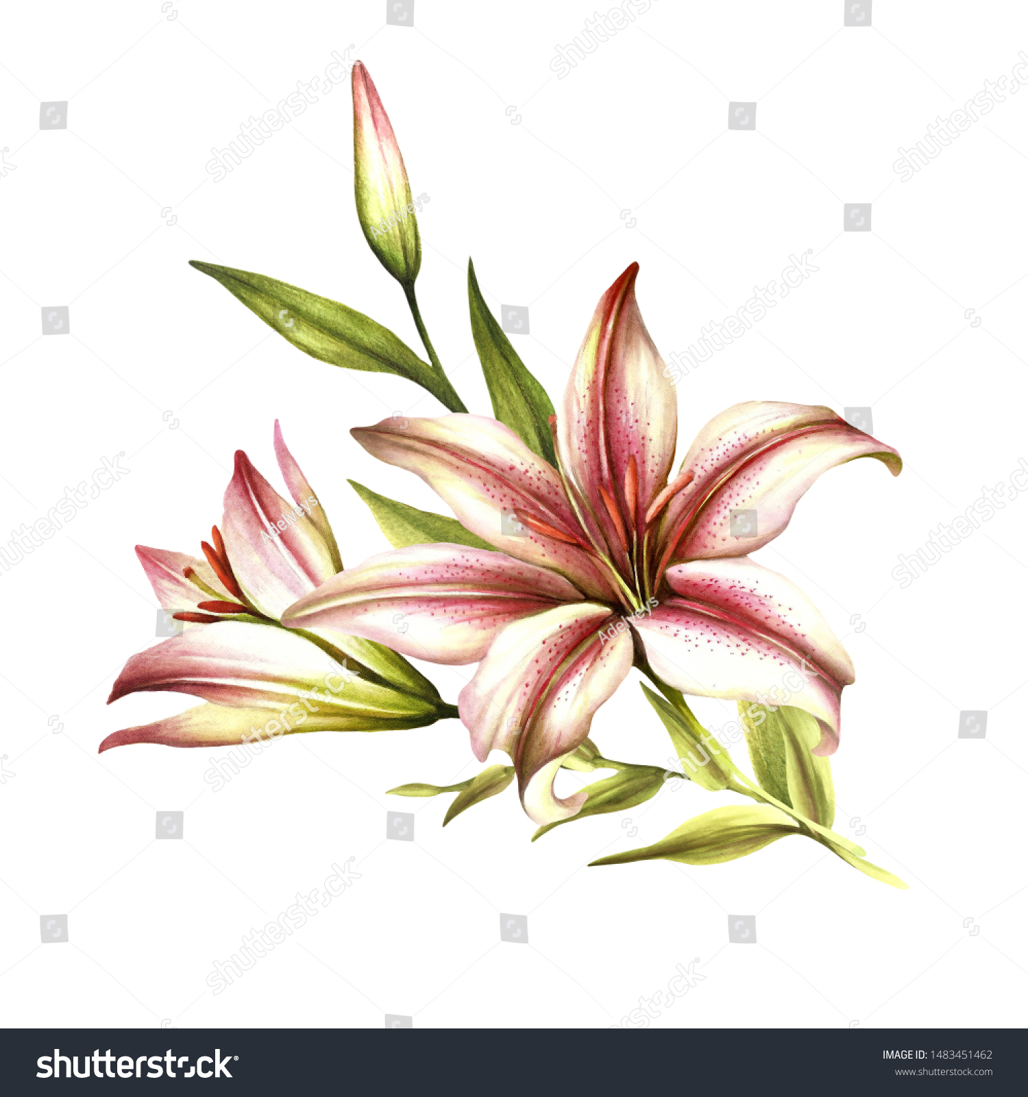 Image Lilies Hand Draw Watercolor Illustration Stock Illustration ...