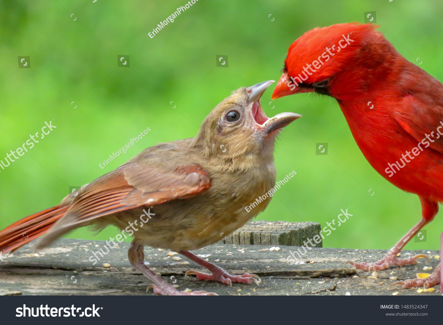 what does a baby cardinal look like