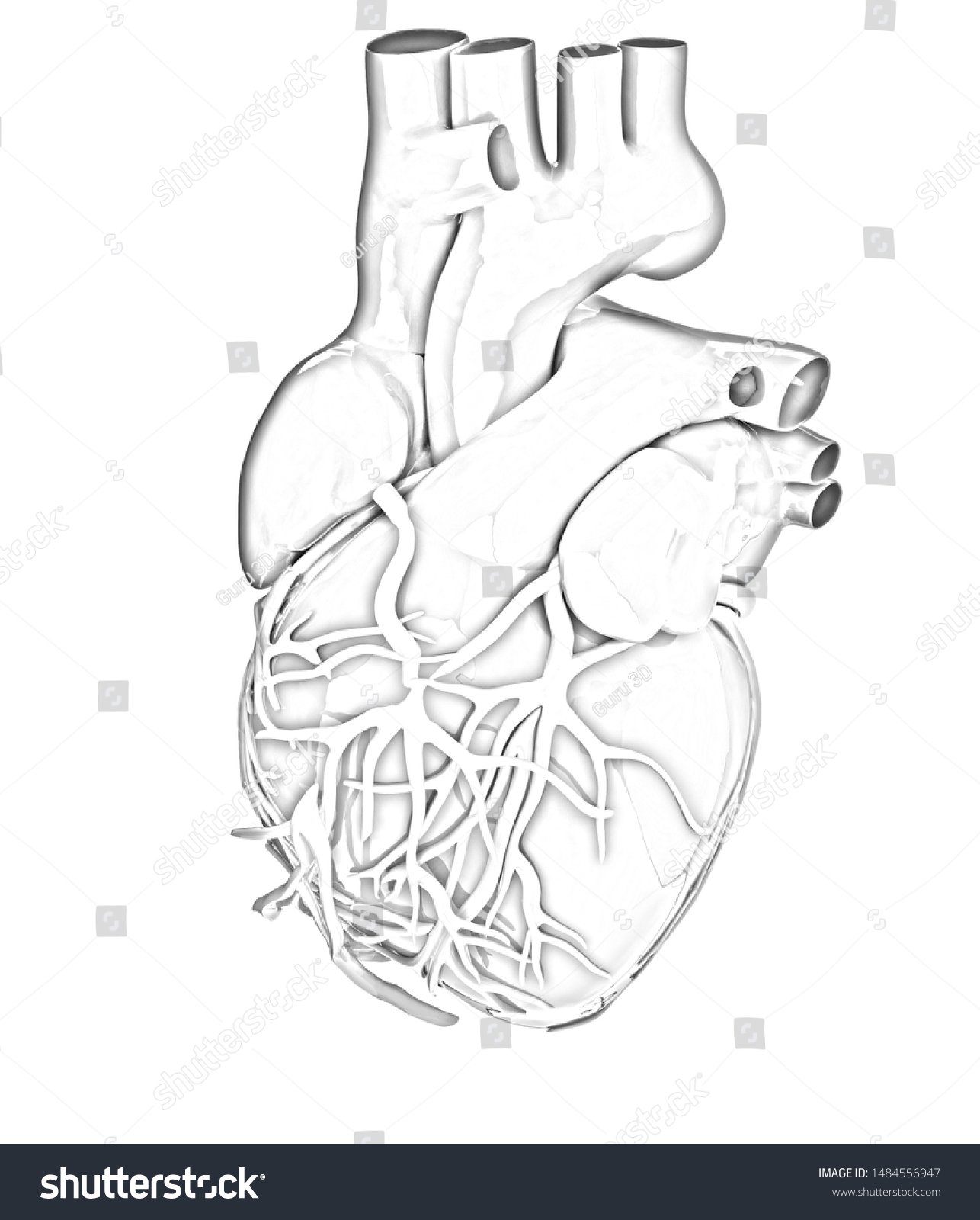 3d drawing of human heart