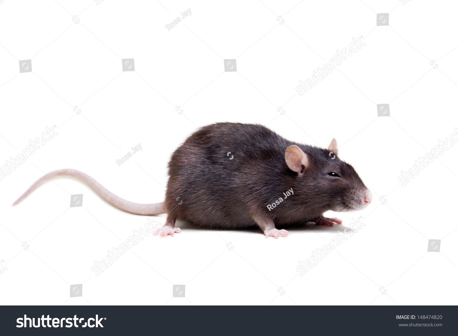 Rat 3 Year Old Isolated On Stock Photo 148474820 | Shutterstock