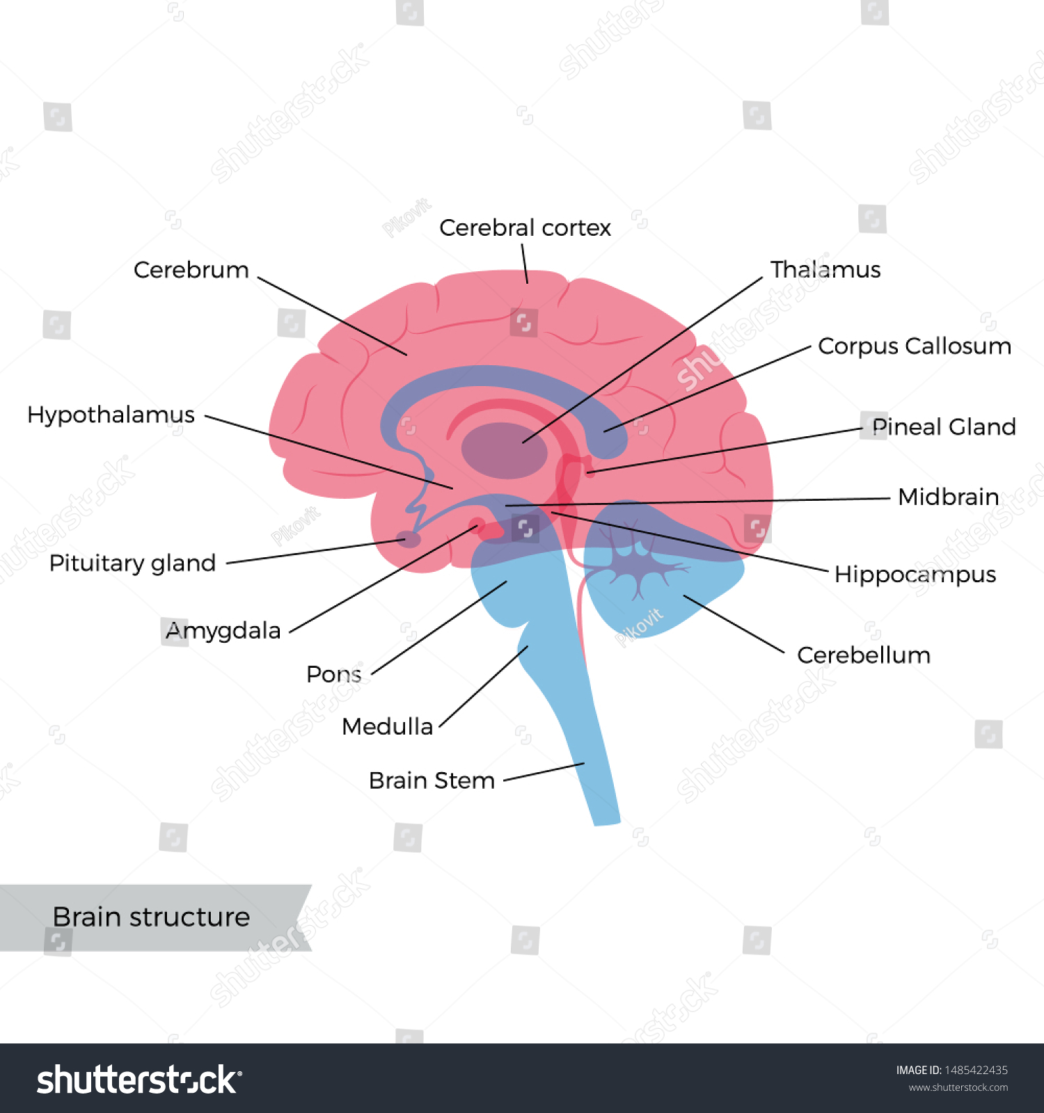 Vector Isolated Illustration Human Brain Components Stock Vector ...