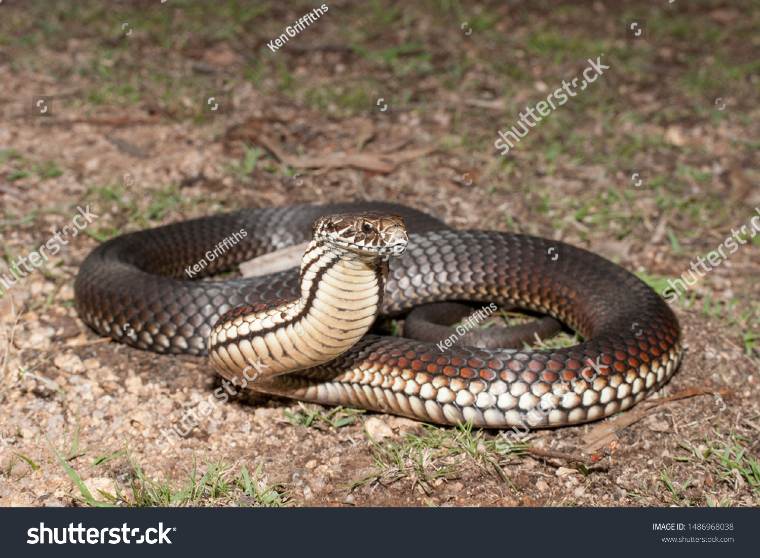 Australian Highlands Copperhead Snake Strike Position Stock Photo ...