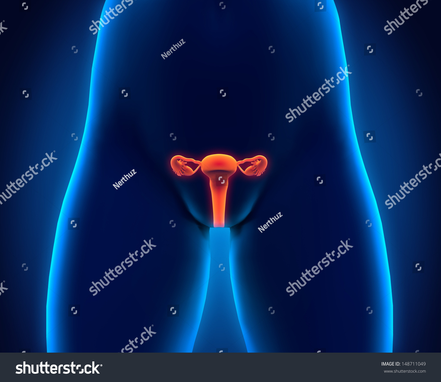 Female Reproductive System Stock Illustration 148711049 Shutterstock 6752