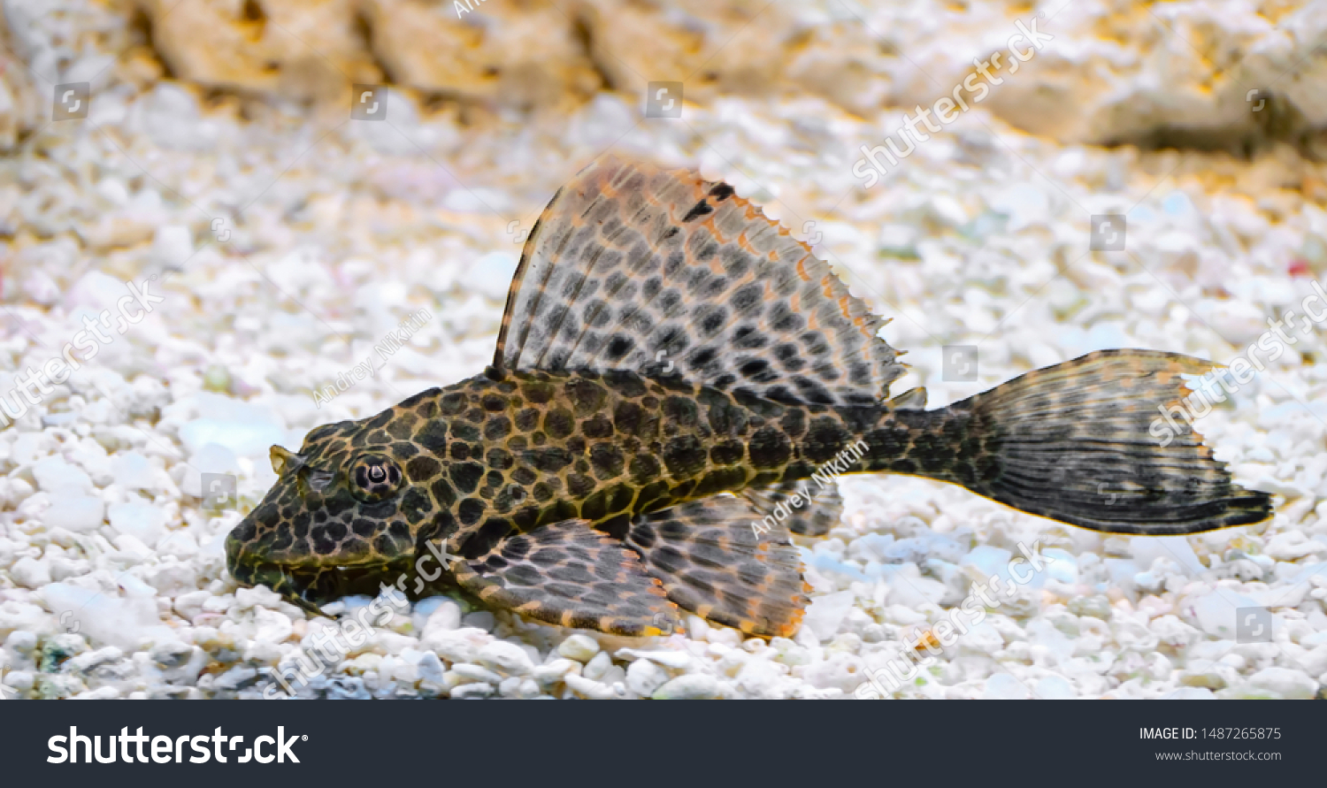 Pterygoplichthys Gibbiceps Fish Freshwater Aquarium Stock Photo ...