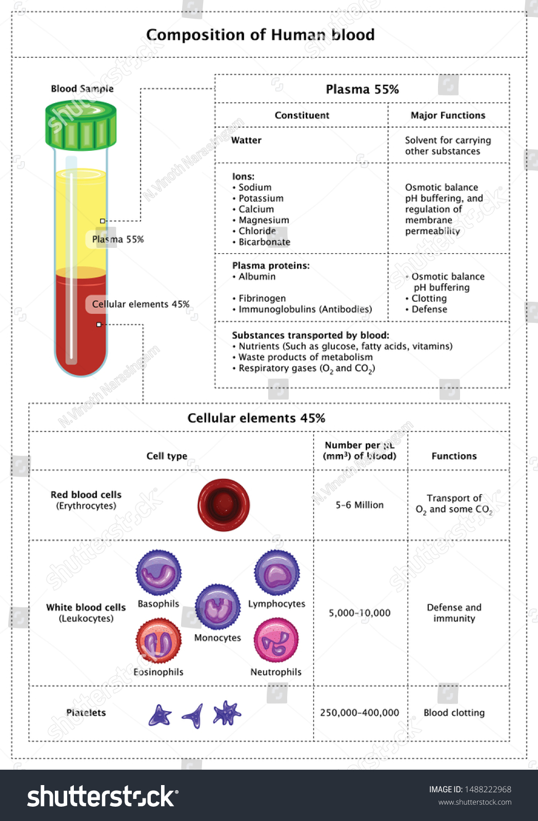 composition-human-blood-white-blood-cells-1488222968