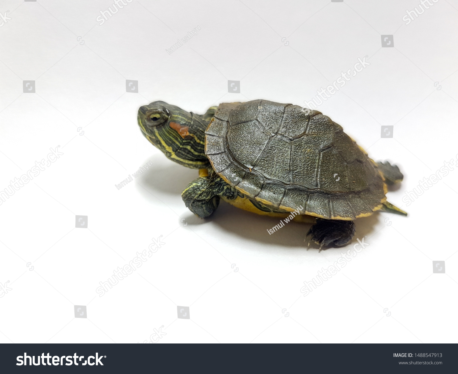 Baby Turtle On White Background Stock Photo 1488547913 | Shutterstock